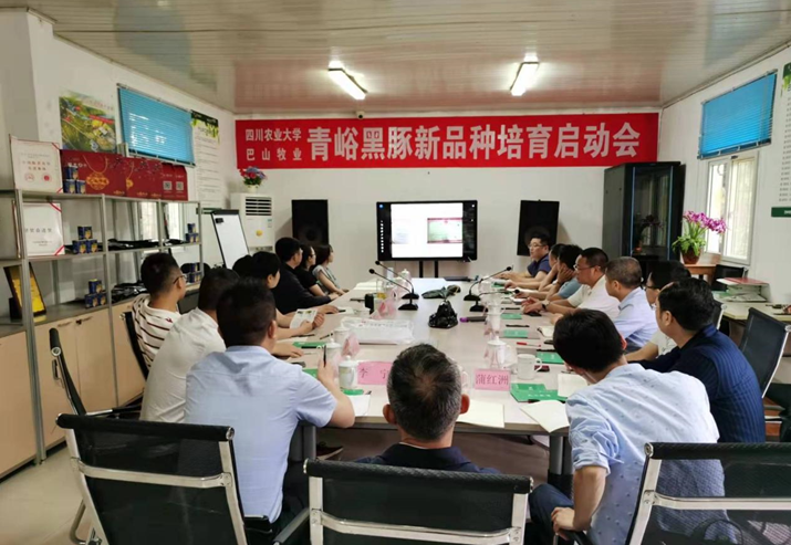 巴中市巴山牧業(yè)股份有限公司與四川農業(yè)大學會召開了青峪黑豬新品種選育啟動會